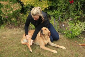 Canine Osteopathy